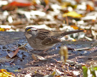 White throated Sparrow